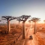 Allée-baobabs
