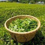 BLC-ATT-plantation-the-sahambavy