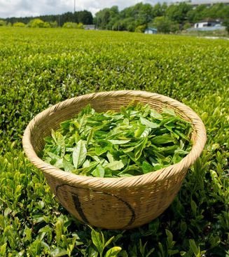 Plantation de thé Sahambavy