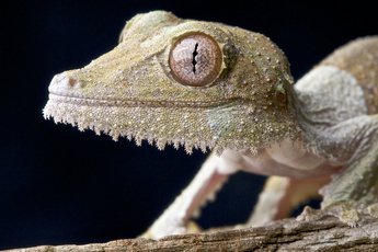 Réserve privée Peyrieras