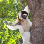 Lémurien_propithèque